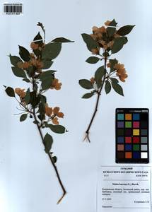 Malus baccata (L.) Borkh., Siberia, Altai & Sayany Mountains (S2) (Russia)