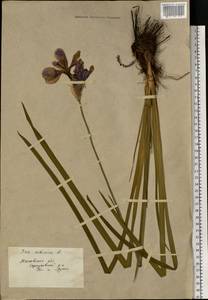 Iris sibirica L., Eastern Europe, Moscow region (E4a) (Russia)