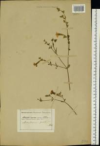 Silene latifolia subsp. alba (Mill.) Greuter & Burdet, Eastern Europe, South Ukrainian region (E12) (Ukraine)
