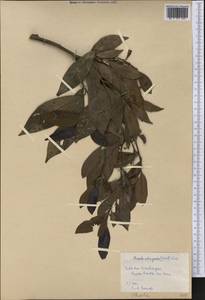 Cinnamomum elongatum (Nees) Kosterm., America (AMER) (Cuba)