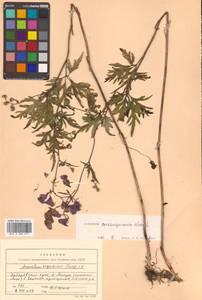 Aconitum consanguineum Vorosch., Siberia, Russian Far East (S6) (Russia)