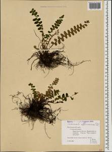 Asplenium ceterach subsp. ceterach, Caucasus, Black Sea Shore (from Novorossiysk to Adler) (K3) (Russia)