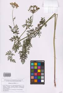 Selinum carvifolia (L.) L., Eastern Europe, Middle Volga region (E8) (Russia)