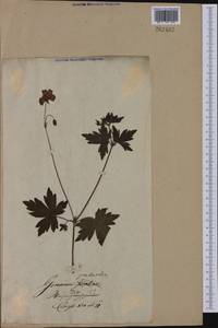 Geranium palustre L., Eastern Europe, Lithuania (E2a) (Lithuania)