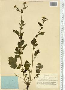 Geum aleppicum Jacq., Siberia, Altai & Sayany Mountains (S2) (Russia)