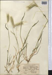 Hordeum murinum subsp. leporinum (Link) Arcang., Middle Asia, Western Tian Shan & Karatau (M3) (Kyrgyzstan)