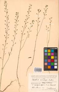 Camelina microcarpa Andrz. ex DC., Eastern Europe, Western region (E3) (Russia)