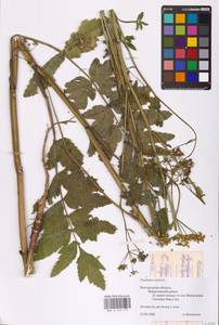 Pastinaca sativa L., Eastern Europe, Central forest-and-steppe region (E6) (Russia)