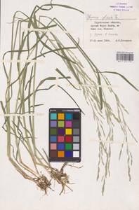 Glyceria notata Chevall., Eastern Europe, Lower Volga region (E9) (Russia)