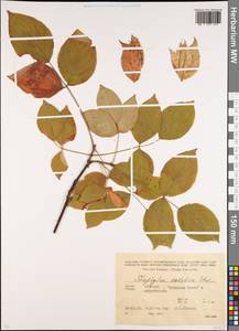 Staphylea colchica Stev., Caucasus, Abkhazia (K4a) (Abkhazia)