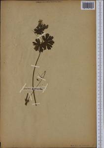 Geranium pyrenaicum Burm. f., Western Europe (EUR) (Not classified)