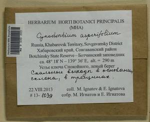 Cynodontium asperifolium (Lindb. ex Arnell) Paris, Bryophytes, Bryophytes - Russian Far East (excl. Chukotka & Kamchatka) (B20) (Russia)