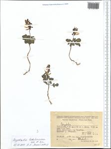 Corydalis ledebouriana Kar. & Kir., Middle Asia, Western Tian Shan & Karatau (M3) (Uzbekistan)