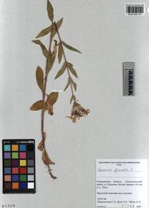 KUZ 004 141, Saponaria officinalis L., Siberia, Altai & Sayany Mountains (S2) (Russia)