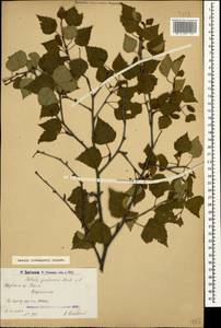 Betula pubescens var. litwinowii (Doluch.) Ashburner & McAll., Caucasus, Armenia (K5) (Armenia)