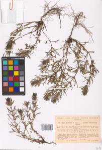 MHA 0 155 136, Ajuga chamaepitys (L.) Schreb., Eastern Europe, South Ukrainian region (E12) (Ukraine)