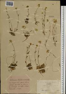 Arabidopsis lyrata subsp. petraea (L.) O'Kane & Al-Shehbaz, Siberia, Yakutia (S5) (Russia)