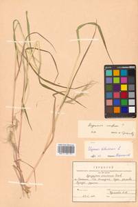 Elymus sibiricus L., Siberia, Russian Far East (S6) (Russia)