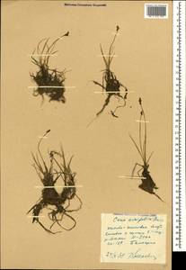 Carex pseudofoetida subsp. acrifolia (V.I.Krecz.) Kukkonen, Caucasus, Stavropol Krai, Karachay-Cherkessia & Kabardino-Balkaria (K1b) (Russia)