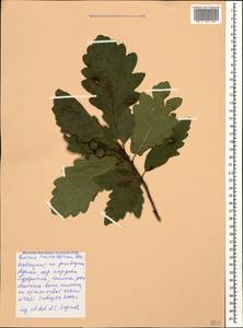 Quercus hartwissiana Steven, Caucasus, Krasnodar Krai & Adygea (K1a) (Russia)