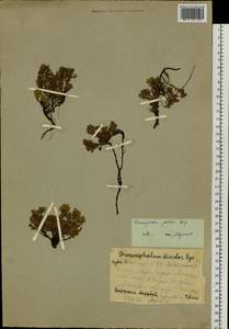 Dracocephalum paulsenii Briq., Siberia, Altai & Sayany Mountains (S2) (Russia)