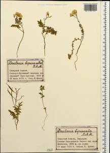 Cardamine bipinnata (C. A. Mey.) O. E. Schulz, Caucasus, Stavropol Krai, Karachay-Cherkessia & Kabardino-Balkaria (K1b) (Russia)