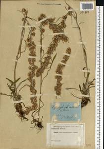 Omalotheca sylvatica (L.) Sch. Bip. & F. W. Schultz, Eastern Europe, North-Western region (E2) (Russia)