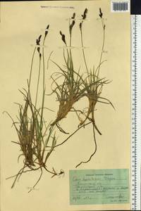 Carex bigelowii subsp. dacica (Heuff.) T.V.Egorova, Siberia, Western Siberia (S1) (Russia)