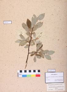 Salix glauca L., Siberia, Altai & Sayany Mountains (S2) (Russia)