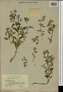 Nepeta cyanea, Caucasus, Dagestan (K2) (Russia)