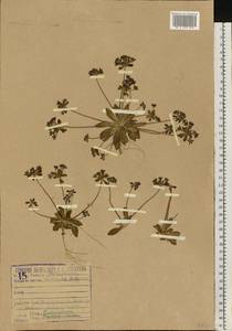 Androsace maxima L., Eastern Europe, Lower Volga region (E9) (Russia)