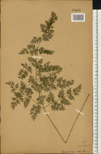 Selinum carvifolia (L.) L., Eastern Europe, Central forest-and-steppe region (E6) (Russia)