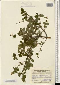 Lonicera iberica M. Bieb., Caucasus, Azerbaijan (K6) (Azerbaijan)