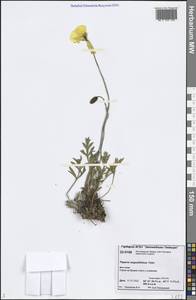 Oreomecon angustifolia (Tolm.) Krivenko, Siberia, Central Siberia (S3) (Russia)