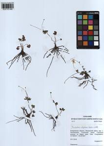 Ranunculus demissus DC., Siberia, Altai & Sayany Mountains (S2) (Russia)