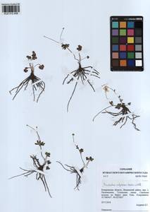 Ranunculus polyrhizos Stephan ex Willd., Siberia, Altai & Sayany Mountains (S2) (Russia)