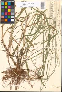 Glyceria notata Chevall., Eastern Europe, Moscow region (E4a) (Russia)