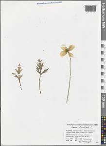 Oreomecon nudicaulis subsp. nudicaulis, Siberia, Baikal & Transbaikal region (S4) (Russia)