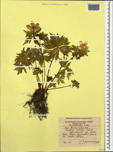 Trollius ranunculinus (Sm.) Stearn, Caucasus, South Ossetia (K4b) (South Ossetia)
