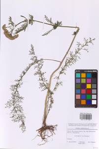 Achillea millefolium L., Eastern Europe, Moscow region (E4a) (Russia)
