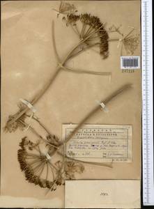 Ferula penninervis Regel & Schmalh., Middle Asia, Western Tian Shan & Karatau (M3) (Kazakhstan)