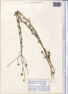 Tripleurospermum disciforme (C. A. Mey.) Sch. Bip., Middle Asia, Pamir & Pamiro-Alai (M2) (Tajikistan)