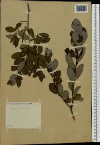 Salix starkeana × rosmarinifolia, Eastern Europe, Central region (E4) (Russia)