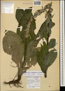 Verbascum gossypinum M. Bieb., Caucasus, Stavropol Krai, Karachay-Cherkessia & Kabardino-Balkaria (K1b) (Russia)