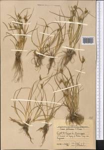 Carex oederi var. oederi, Middle Asia, Western Tian Shan & Karatau (M3) (Uzbekistan)