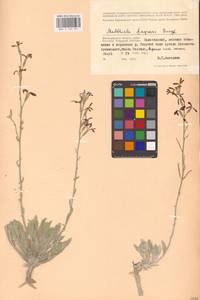 Matthiola fragrans (Fisch.) Bunge, Eastern Europe, Lower Volga region (E9) (Russia)