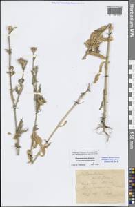 Silene noctiflora L., Eastern Europe, Central forest-and-steppe region (E6) (Russia)