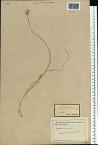 Allium schoenoprasum L., Eastern Europe, Central forest-and-steppe region (E6) (Russia)