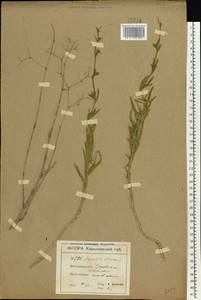 Gypsophila altissima L., Eastern Europe, North Ukrainian region (E11) (Ukraine)