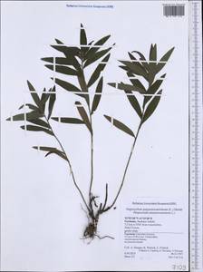 Aegonychon purpurocaeruleum (L.) Holub, Western Europe (EUR) (Germany)